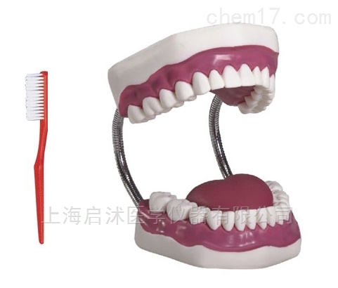 牙護理保健模型在醫學教學上的重要作用